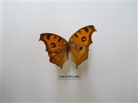 藏品(眼蛺蝶)的圖片